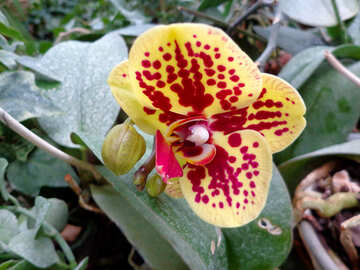 Visto orquídea №29300