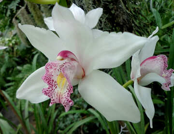 Weiße Orchidee №29320
