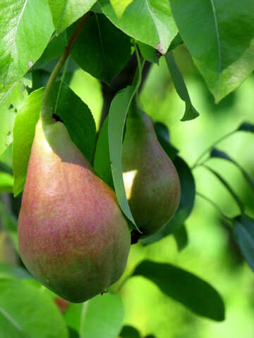 Pears №29032