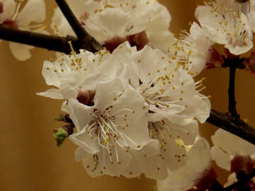 Fleurs printemps arbre №29951
