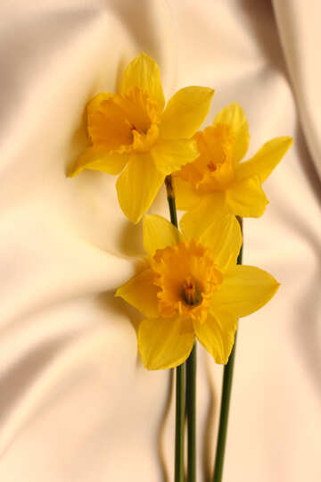 Fleurs printanières jaune №29995