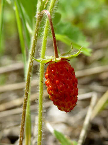 Strawberries macro №29441