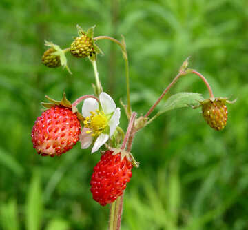 Strawberry №29446
