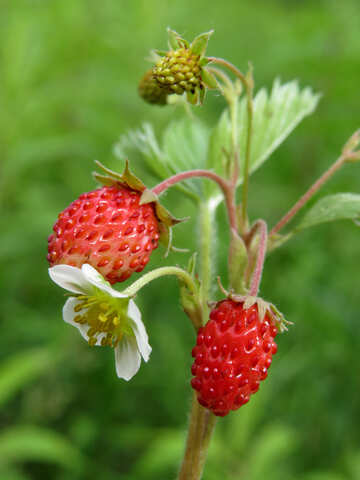 Strawberry №29448