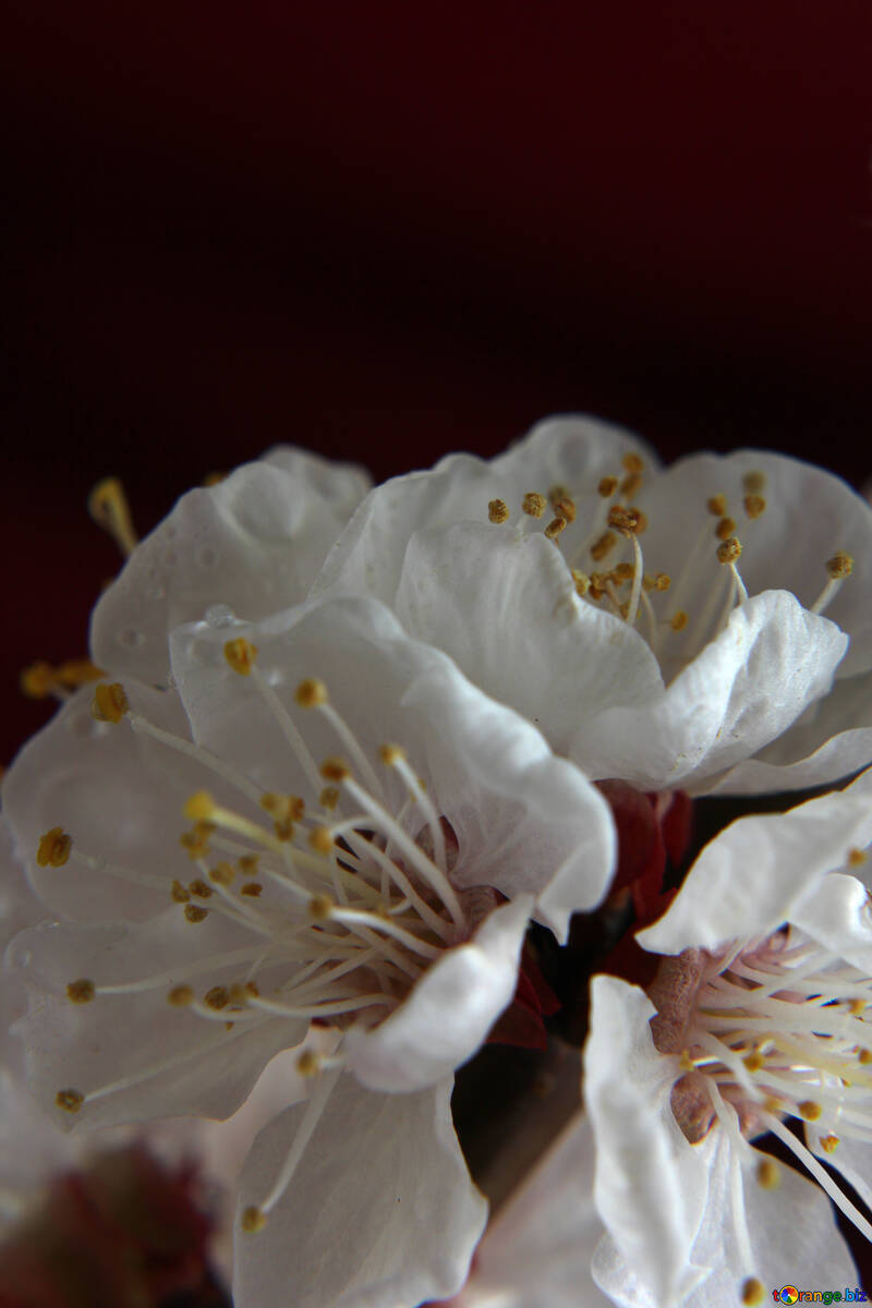 Albero di albicocca fiori №29902