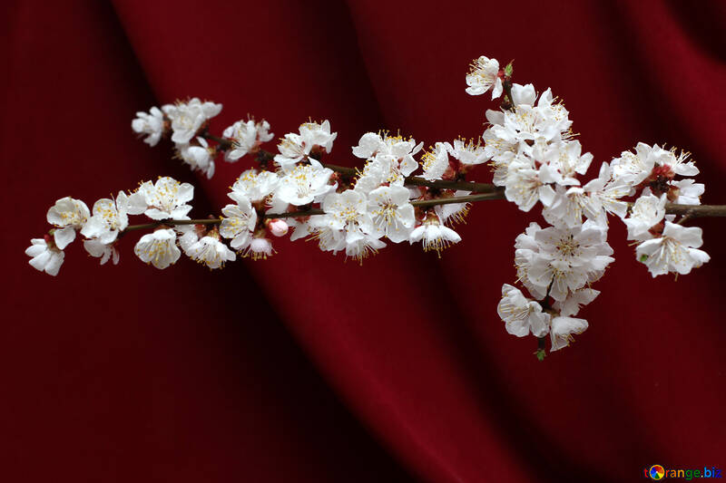 Ramita de floración albaricoque №29876