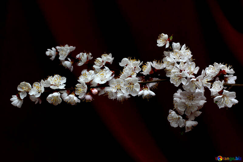 Blooming tree on dark background №29879
