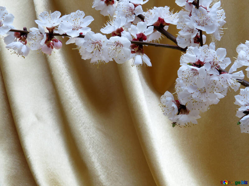 Blooming tree on gold background №29927