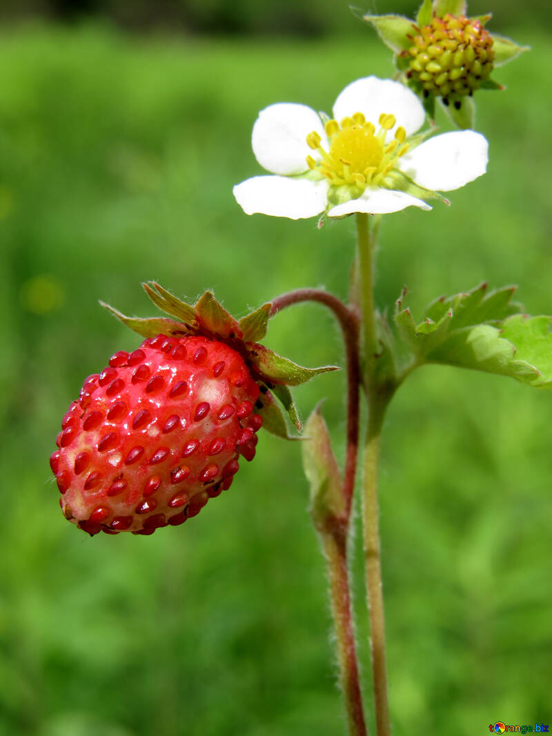 Strawberry №29468