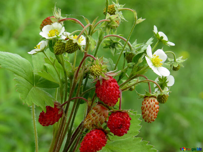 Strawberry №29500