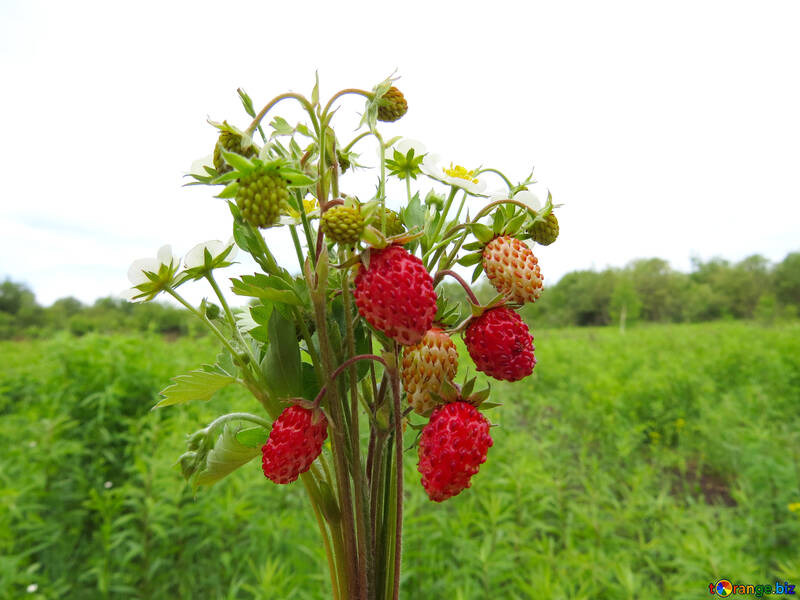 Bouquet de fraises №29511