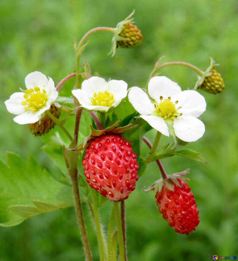 Flowers strawberries №29490
