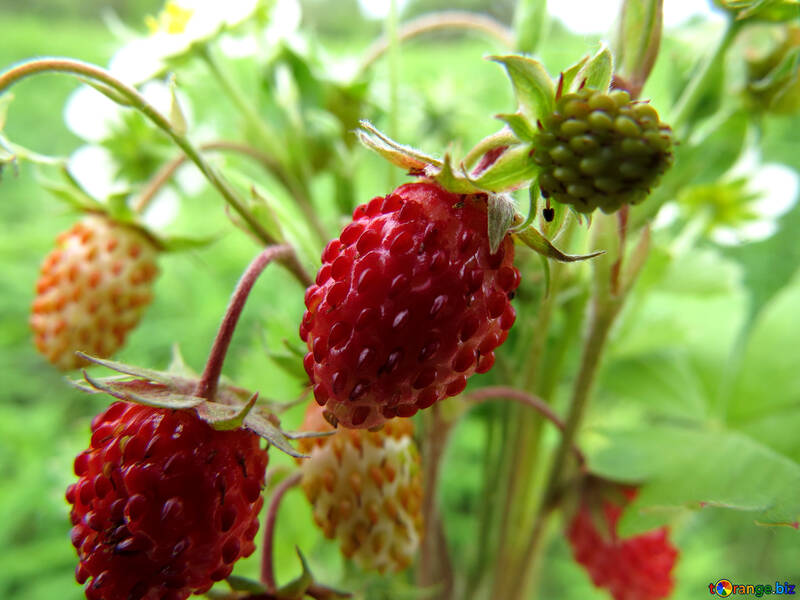 Makro-Erdbeeren №29496
