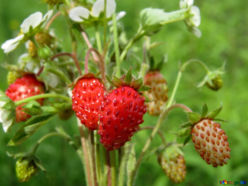 Wild strawberry №29477