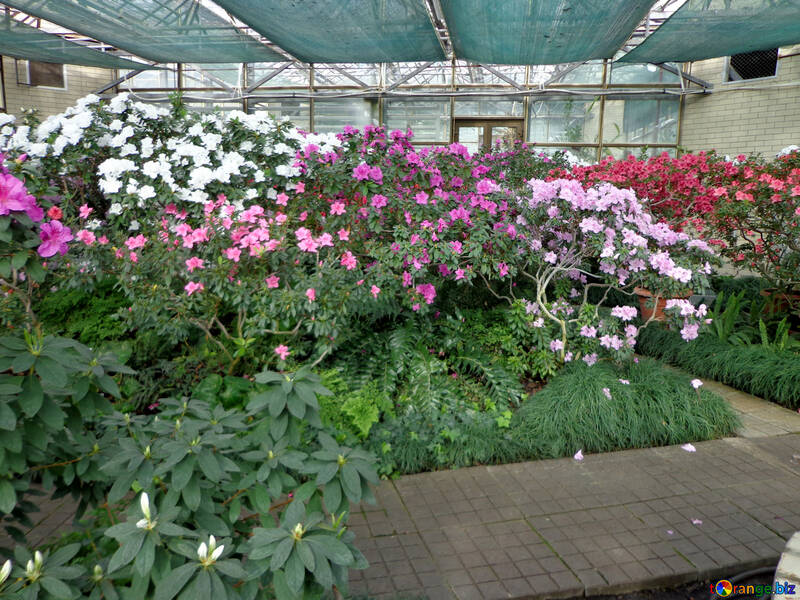 Garden of azaleas №29337