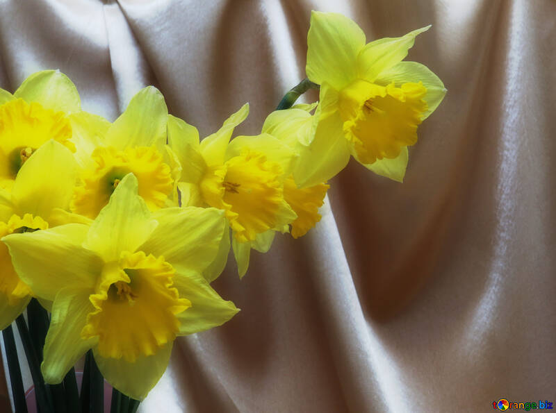 Bouquet of daffodils on the background fabric №29941