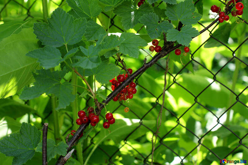 Currant bushes along the fence №29061