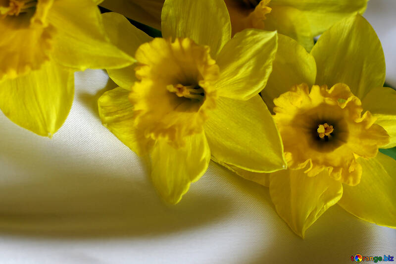 黄色い水仙の花束 №29987