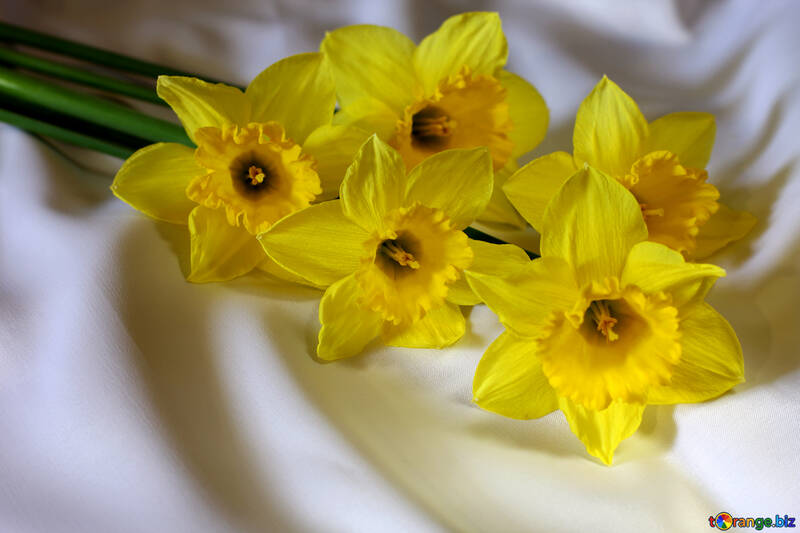Daffodils on the bed №29986