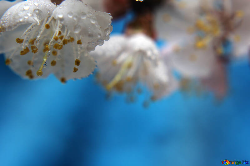 Flores da primavera com gotas №29884