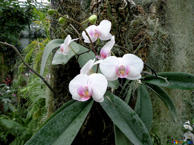Fleurs d`orchidées №29319