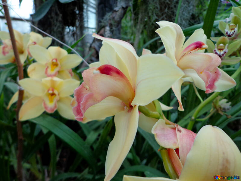 Fiori di orchidea №29326