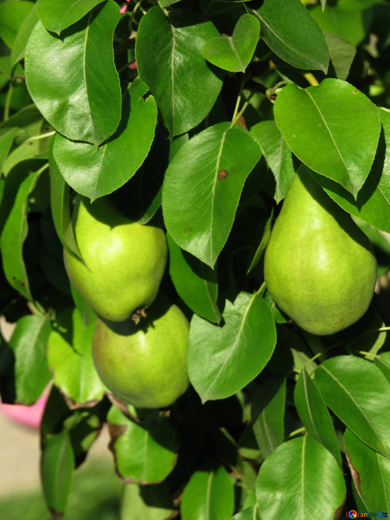 Delicious Pear №29044
