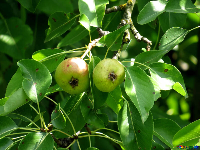Grow pear №29039