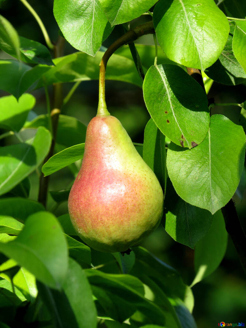 Juicy pear №29028