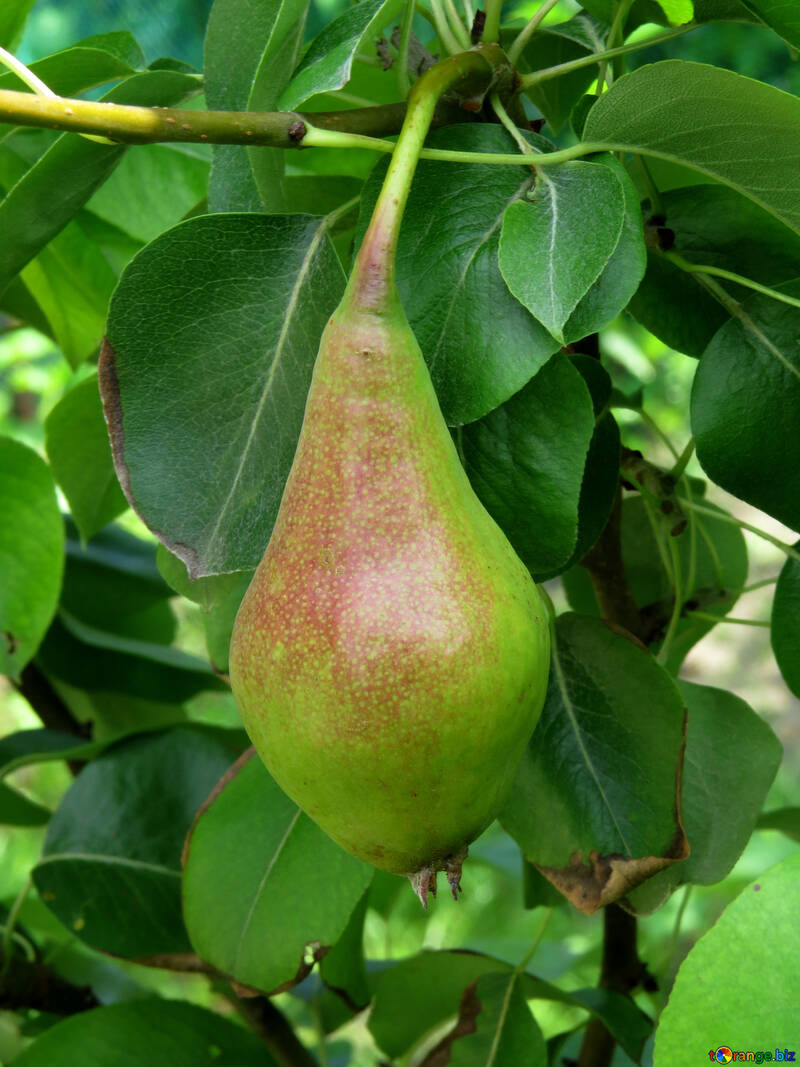 Pear №29056