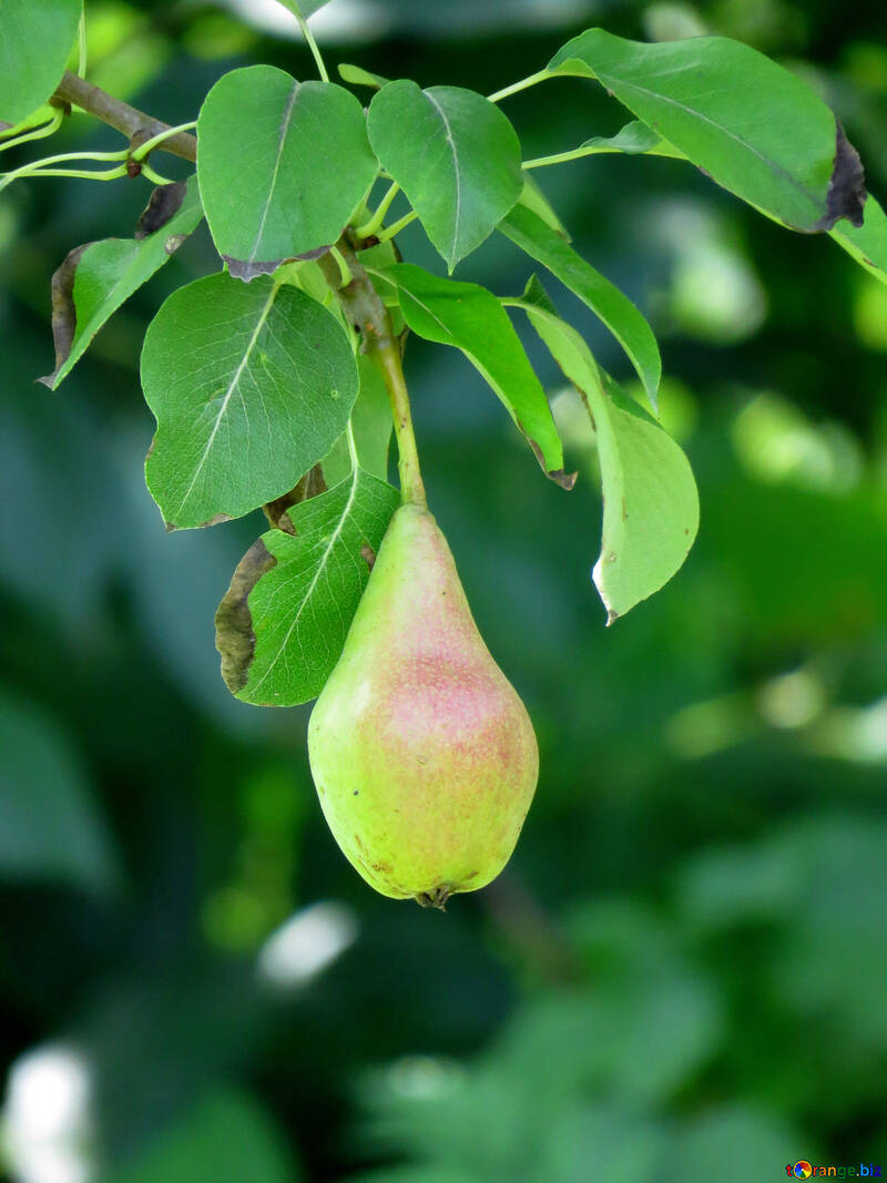 Pear hanging on tree №29045