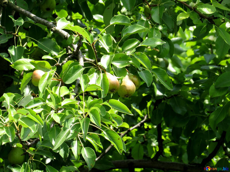 梨の木 №29041