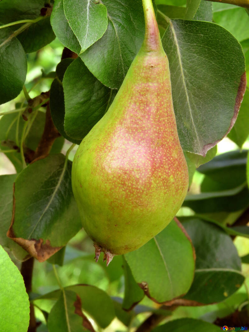 Ripe pear №29057