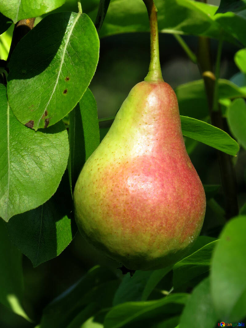 Tasty pear №29029