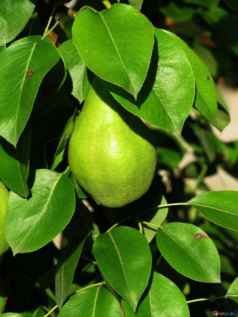 Yellow pear №29043
