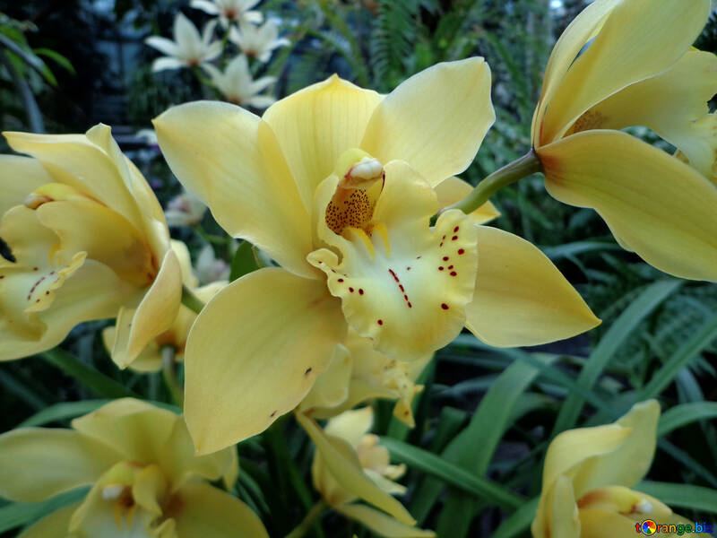 Jardín de orquídeas №29323