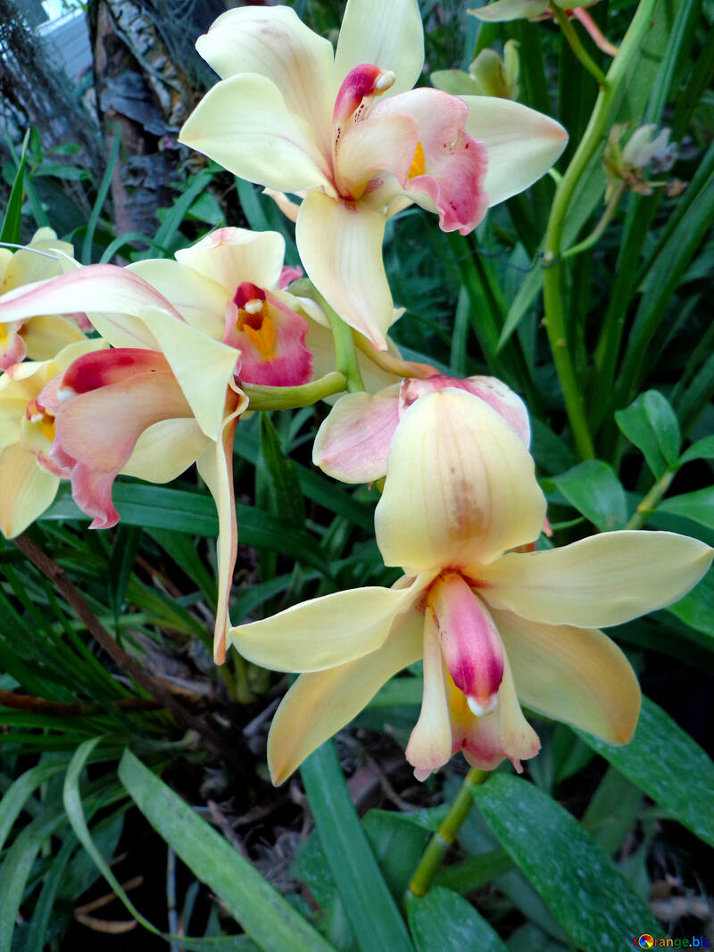 Garten Orchideen №29325