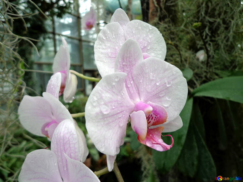 Orquídeas no jardim №29314
