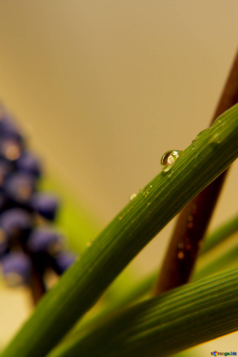 Dew drops on the leaves of spring flowers №29645