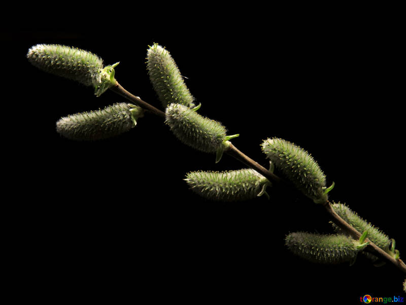 Willow flowers isolated №29595
