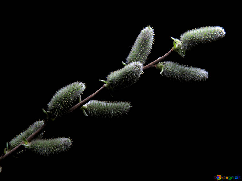 Flowers willow isolated №29596