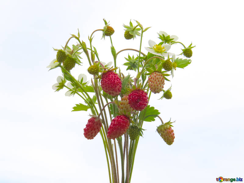 Bouquet von wilden Erdbeeren, isoliert №29502