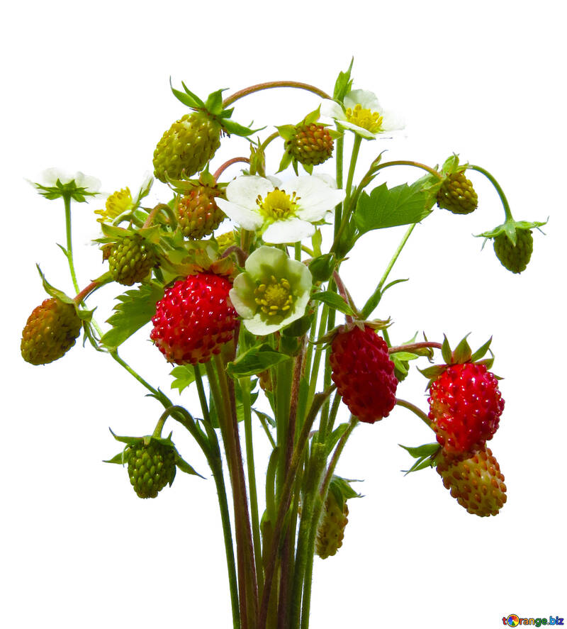 Erdbeeren, isoliert №29481