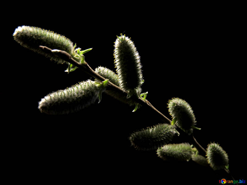 Willow branch isolated №29594