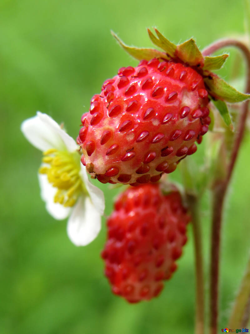Strawberries macro №29450