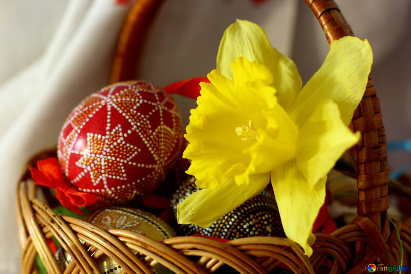 Narcissus and easter eggs №29703