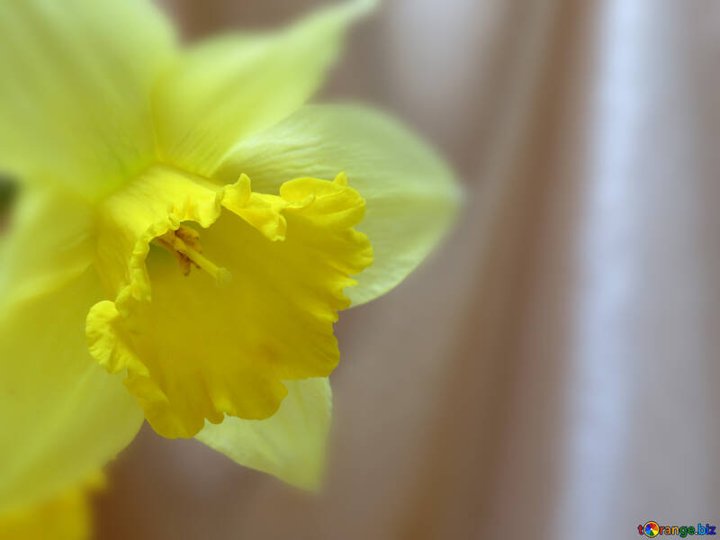 Narcissus flower №29940