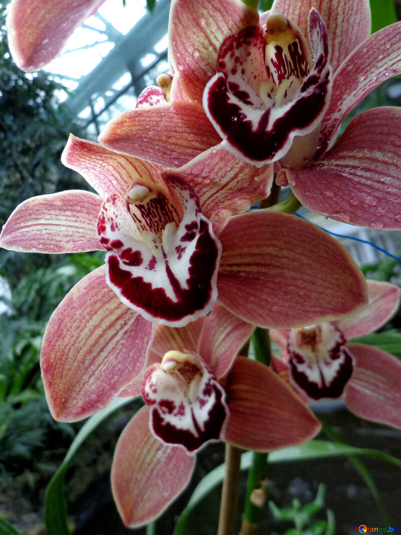 Fleurs d`orchidées №29304