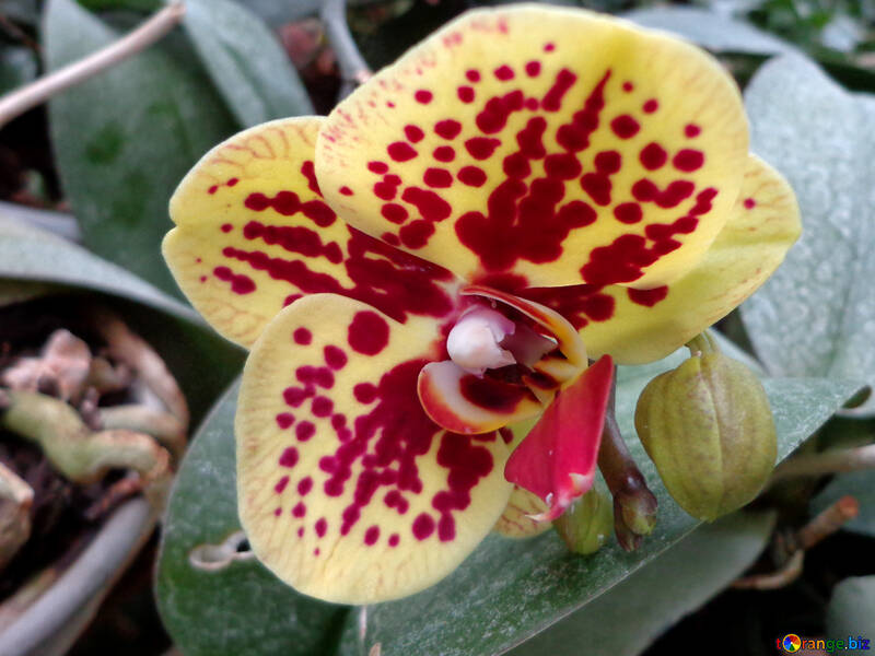 Orquídea №29299