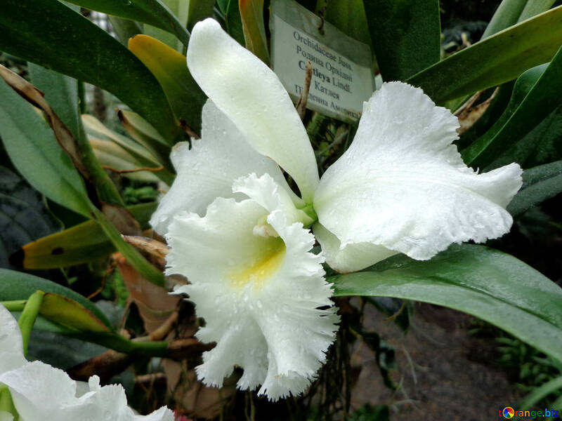Orquídea №29307